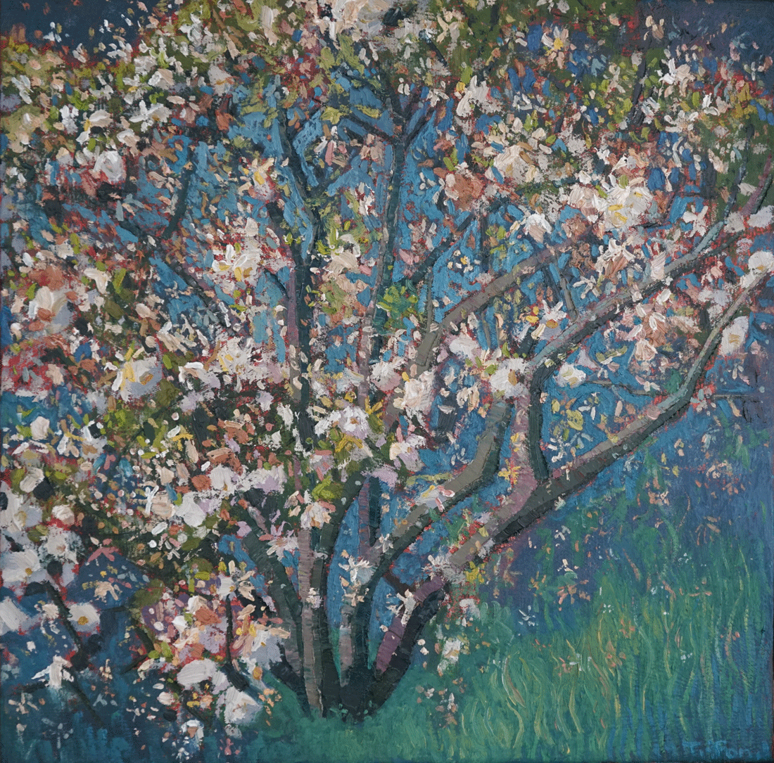 MAGNOLIA FLOWER IN THE SPRING