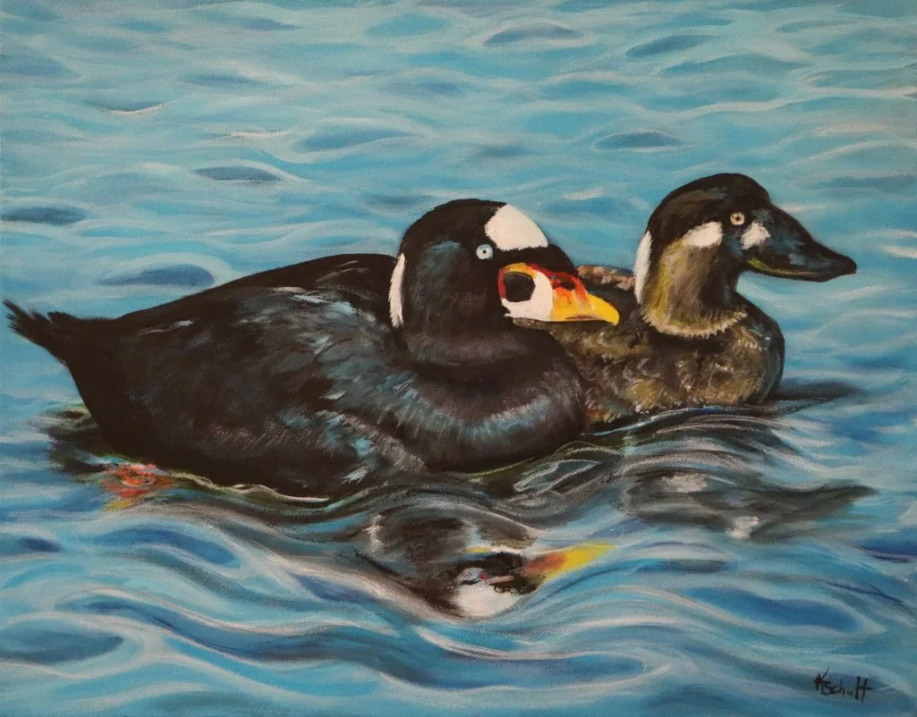 Surf Scoters Satisfaction.JPG