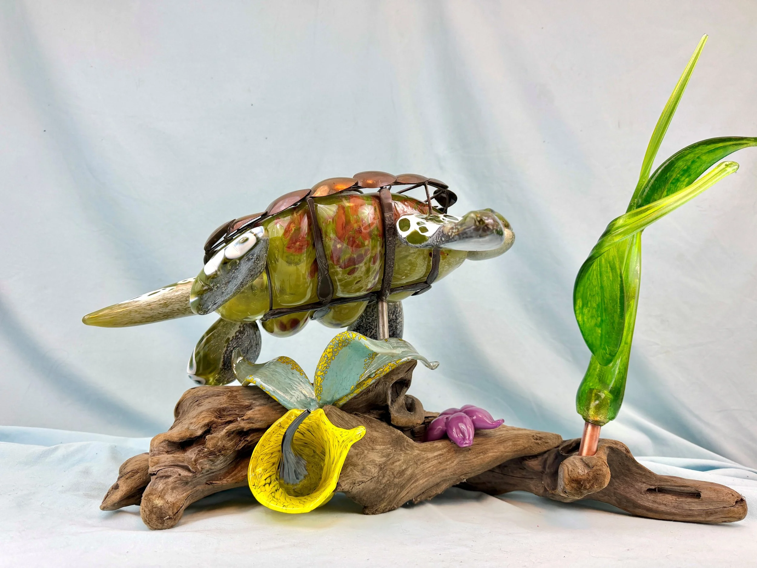 turtle 3.jpg
