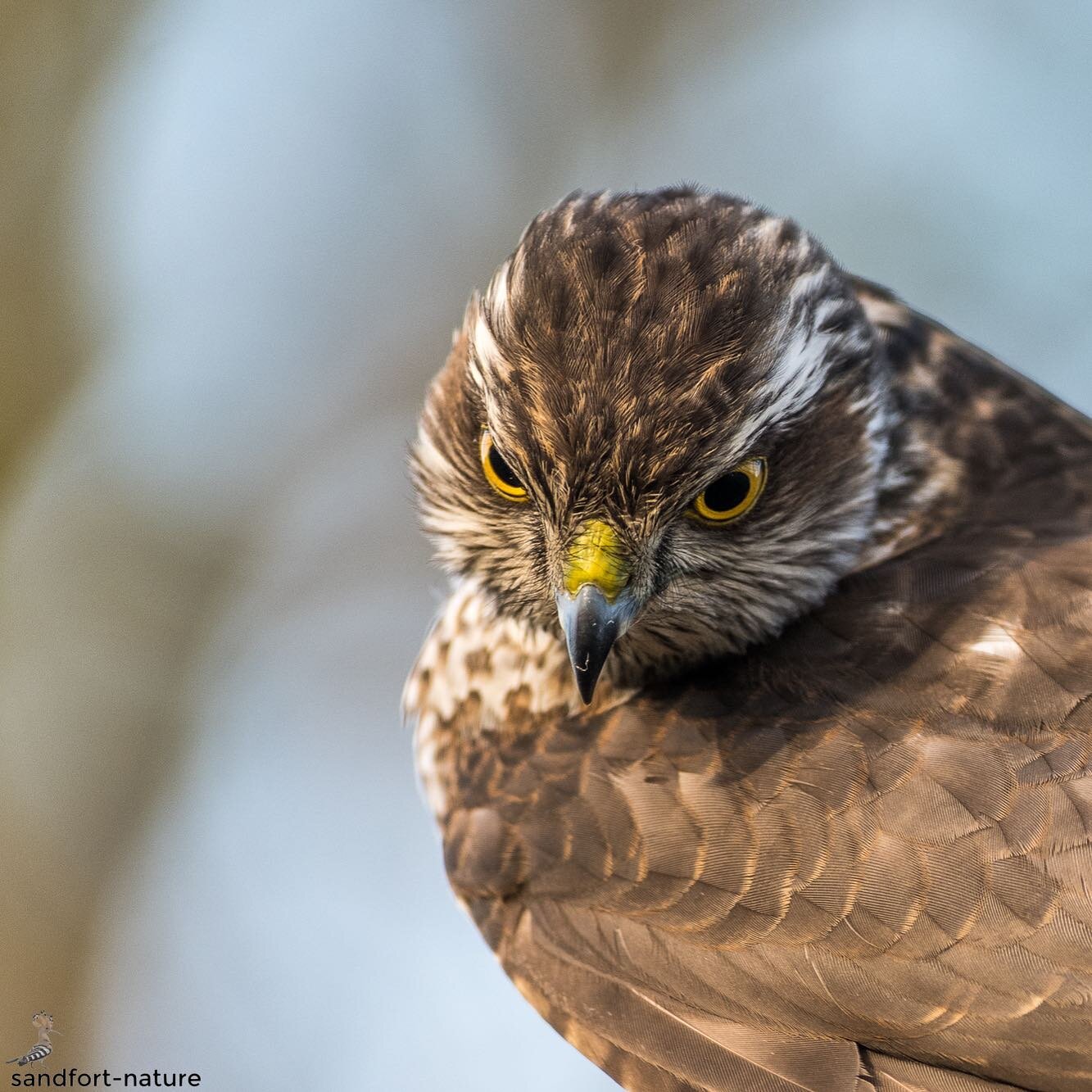 I can see you little birds... | Sparrowhawk