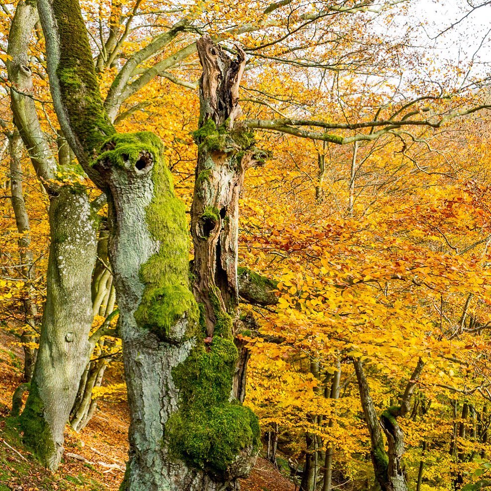 Old trees | wild Germany 🍂follow us for more wildlife and landscape🍂