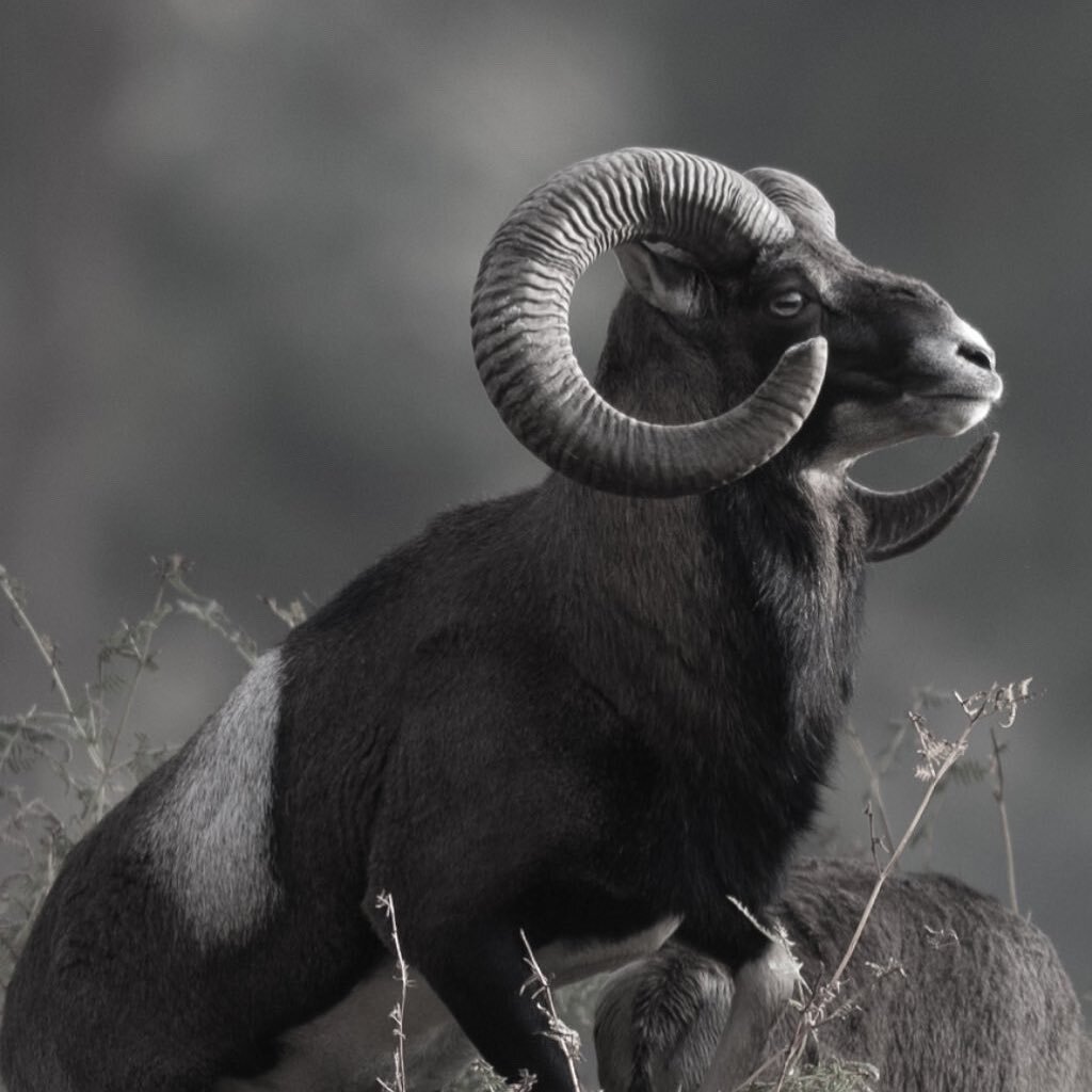 Mouflon | wild Germany 🌿