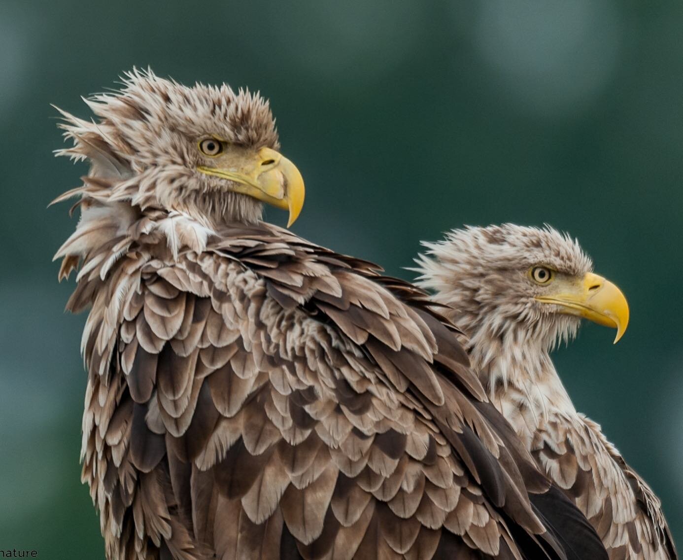 White-tailed eagle | wild Romania 🌿 follow us for more wildlife and landscape