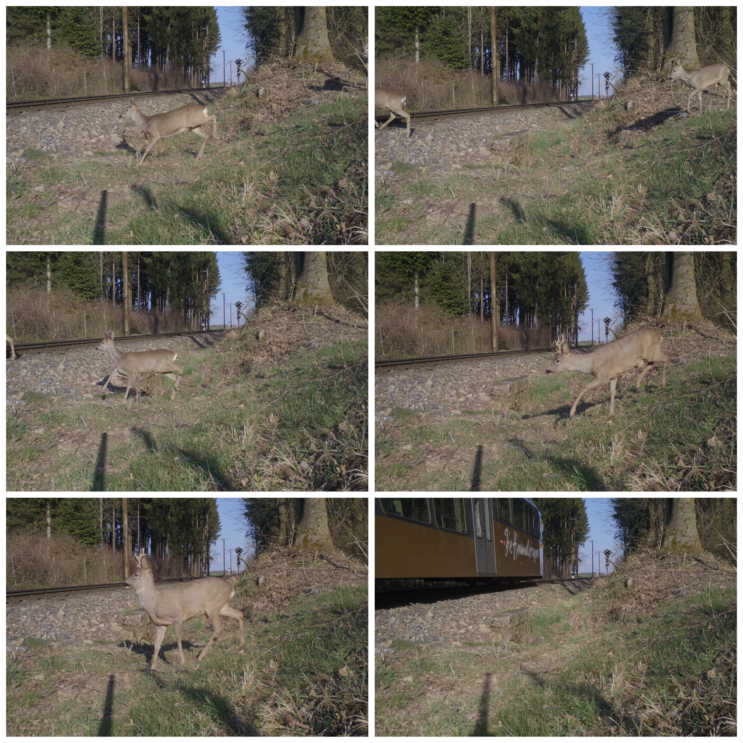 Innovative Wildwarnanlage für die Zugstrecke