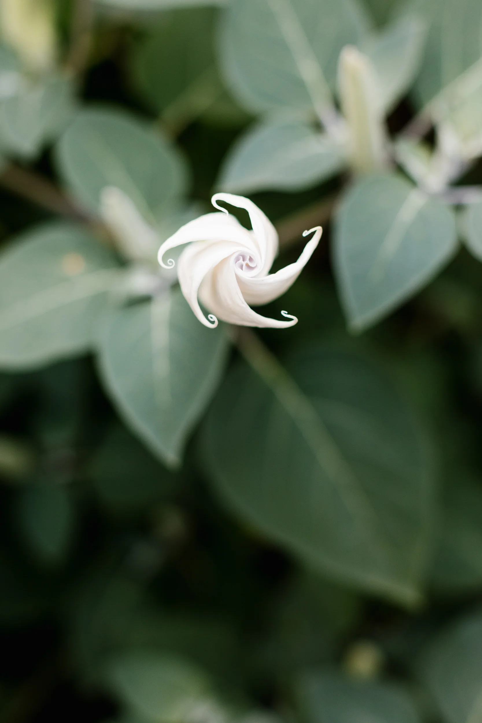 APT_RockportMoonflower01.jpg