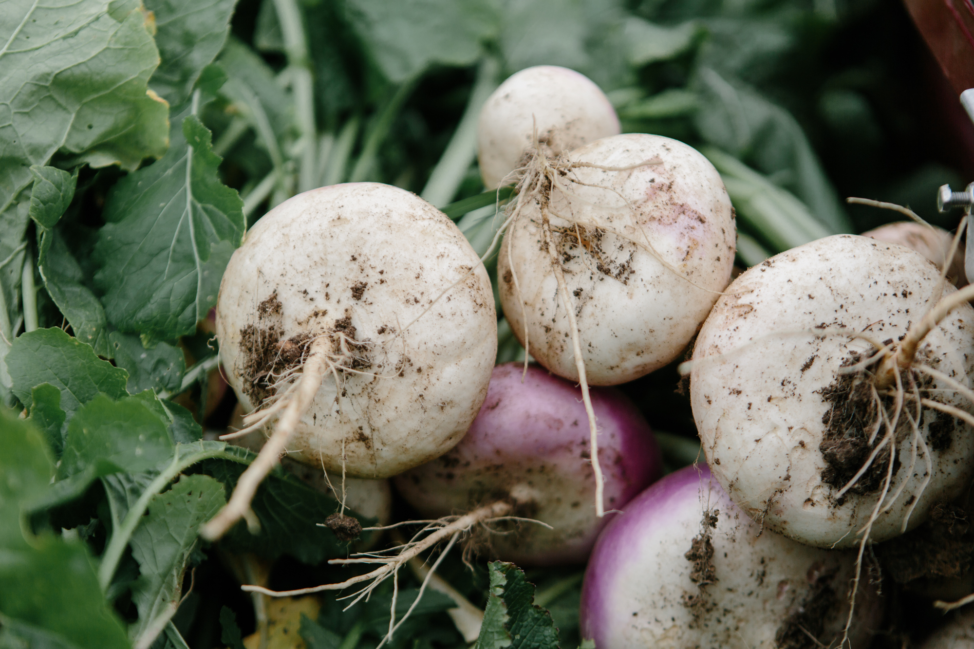 Trader's Point Creamery for Driftless — Anna Powell Denton