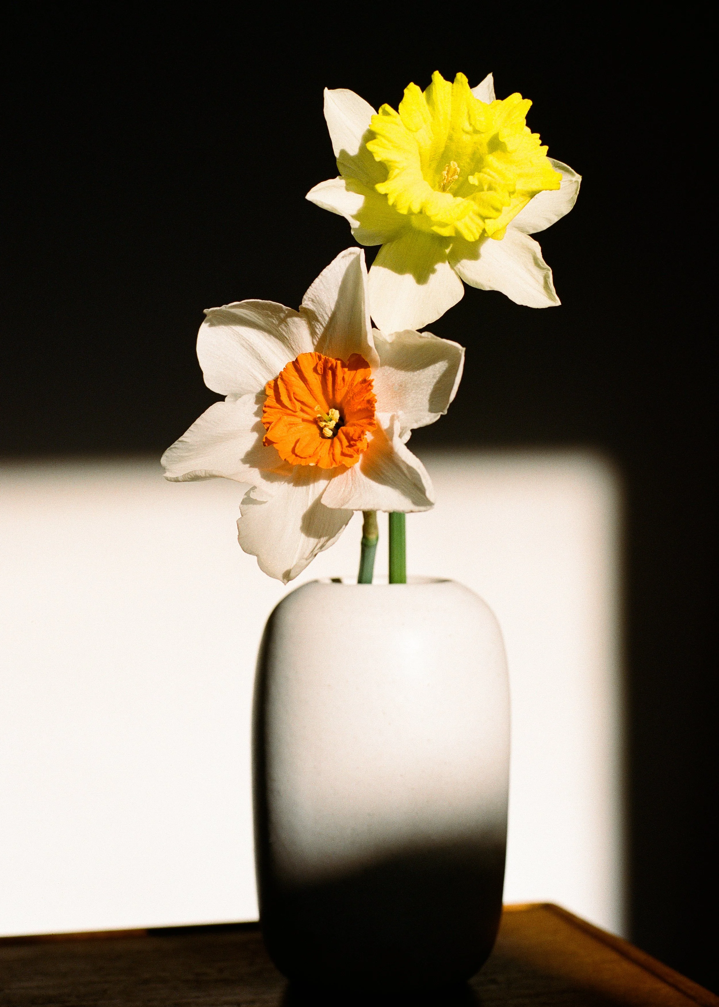 Daffodil