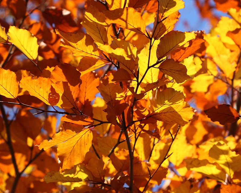 fall.jpg
