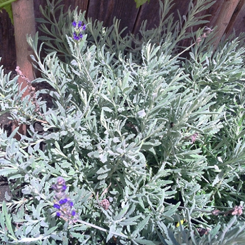 Lovin' on my lavender.