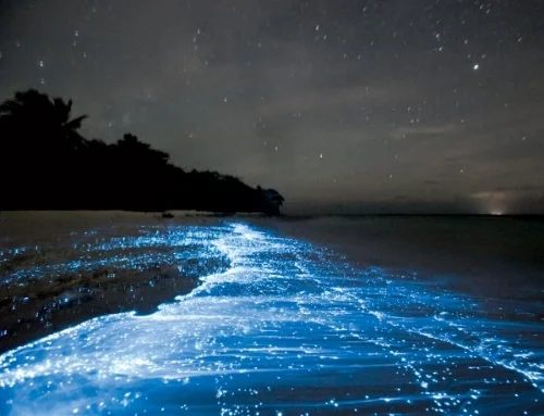 A picture of bioluminescence in Santa Teresa, Costa Rica - from www.pixgood.com.