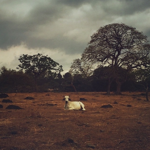 Cow in Costa Rica - Photo by @carboncarmine (Kara Kapelnikova, www.carboncarmine.com).