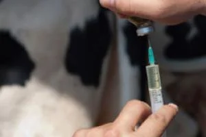Casemorphins found in dairy products create a heroine-like response in the brain, causing us to feel euphoria upon ingestion and craving from withdrawals.