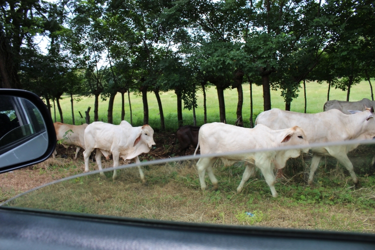 I don't think I'm a calf or a cow, based on certain factors. Let's delve deeper and find out, shall we?