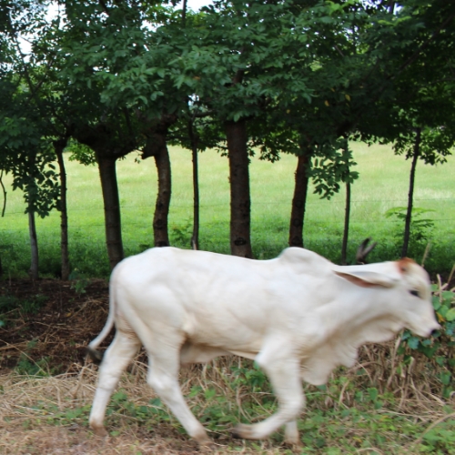 Maybe people think they're calves and that's why they're so addicted to dairy? Let's find out more.