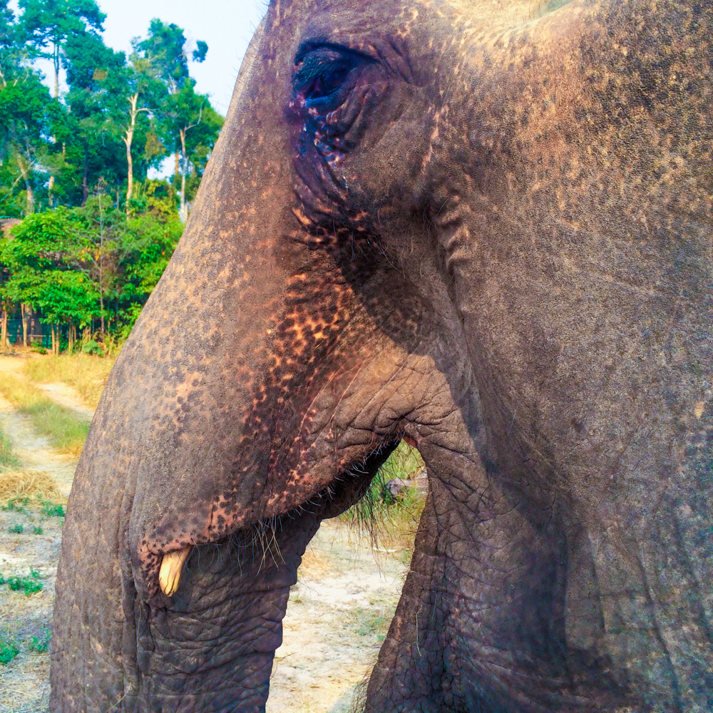 Kham Lin at Elephant Nature Park in Cambodia.