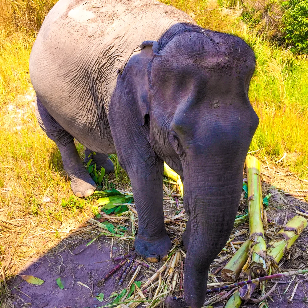 Arun Rai eating sugar cane and banana leaf trees.