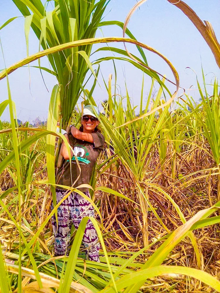 Carrying the banana leaf tree to the truck,