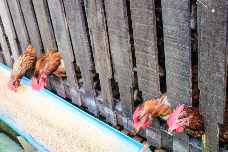 The chickens having some food.