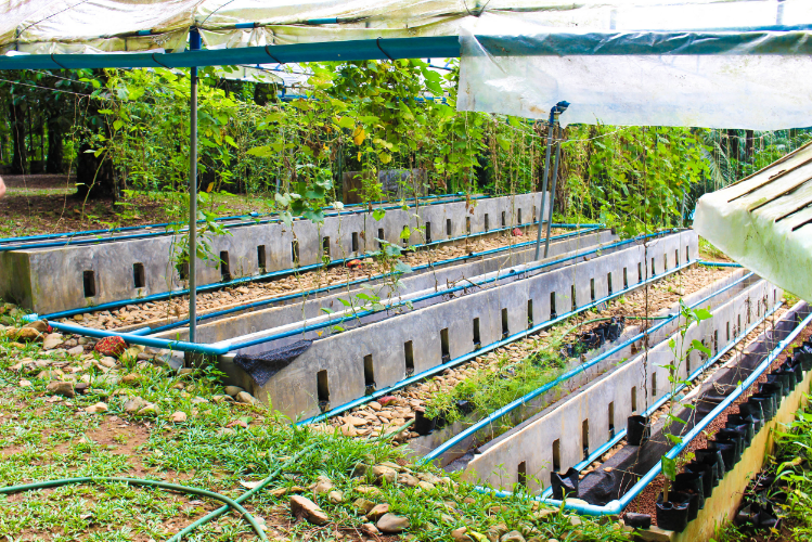 Hydroponic Gardens at Eco-Logic Yoga Retreat.