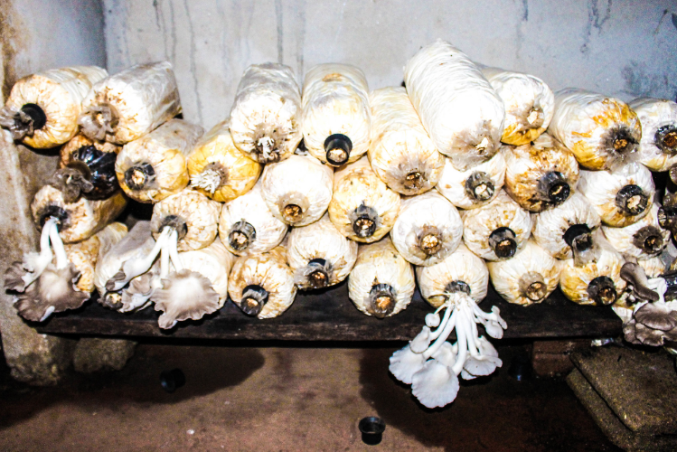 These bags have sawdust and mushroom spores in them. They drip water to create humidity and then the mushrooms grow! The students pick them each day as part of their work and sell them to the restaurant and community. They harvest about 10 to 15 kg a day!
