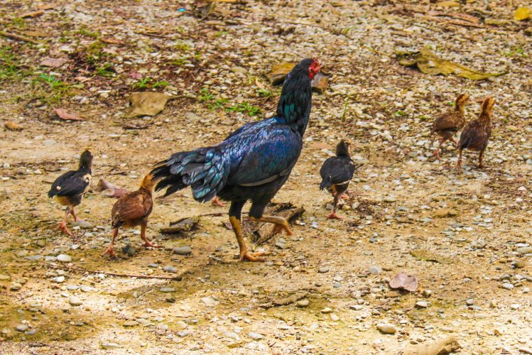 Wild chicken mamma and her babies at Eco-Logic Yoga Retreat Center near Ranong in Thailand.
