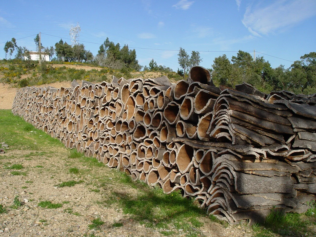 Where do corks come from? — Farina Neighborhood Italian