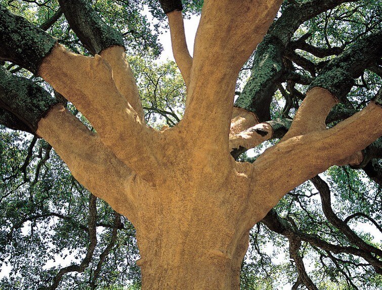 Portugal&rsquo;s 230-year-old Whistler Tree is reputed to be the largest cork oak in the world. While most cork oaks produce enough cork-age to stop 4,000 bottles, the last Whistler harvest provided enough to stopper 100,000. 

The lifespan of the Co