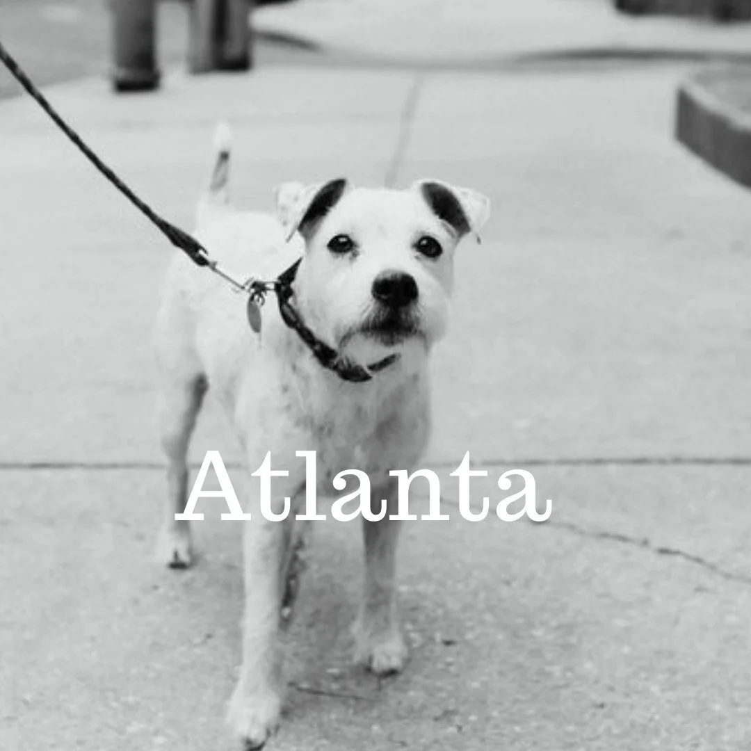 sign up for pet photography in atlanta