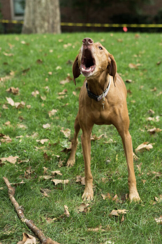 dog photo howling