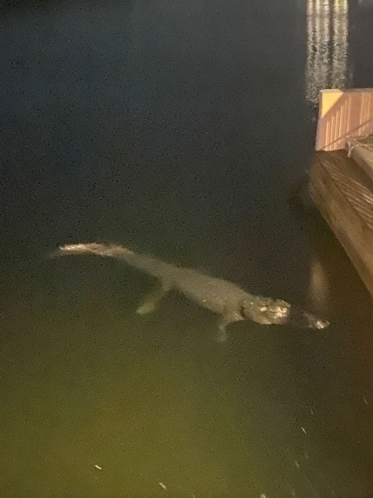 Croc who attacked, still hanging out around 1 am that night