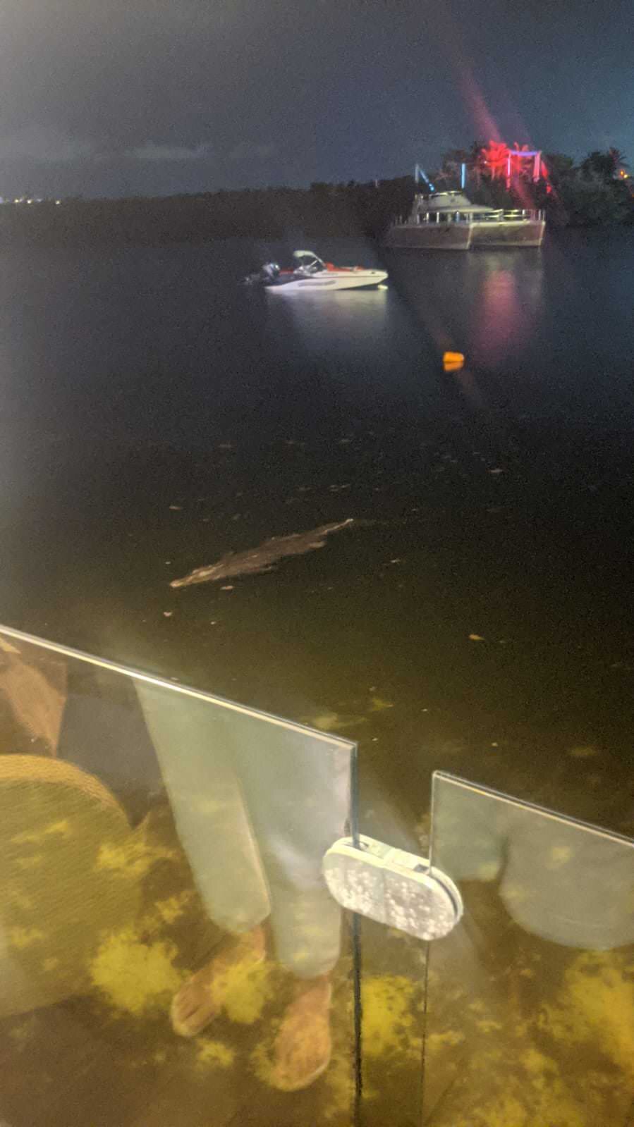 Pictures taken from Bodega, where crocs visit around 9pm nightly.