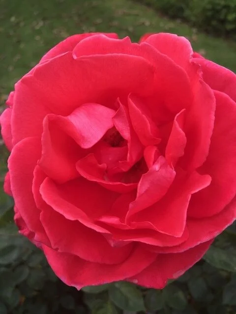 STOP TO SMELL THE ROSES
