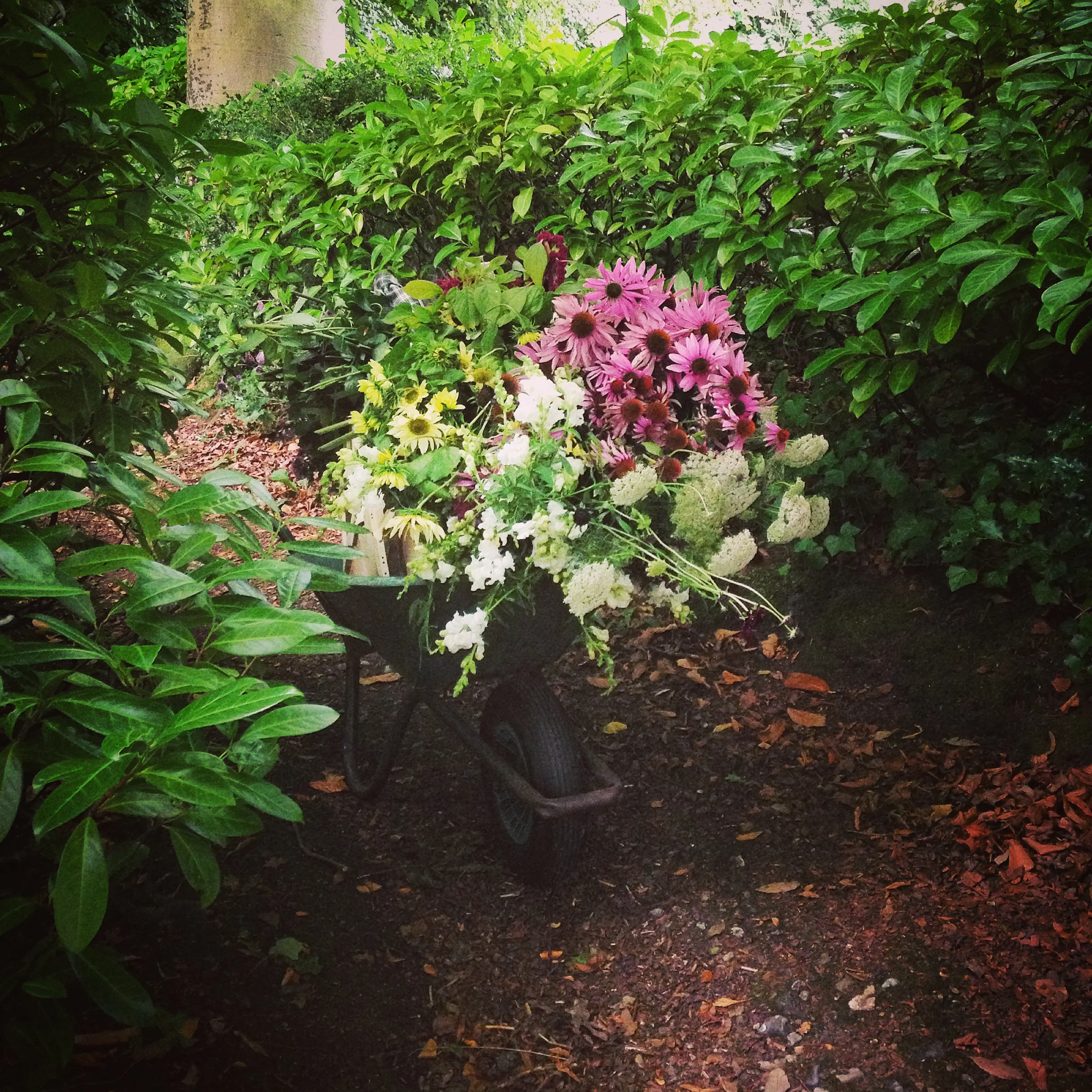 Picking some lovely specimens.