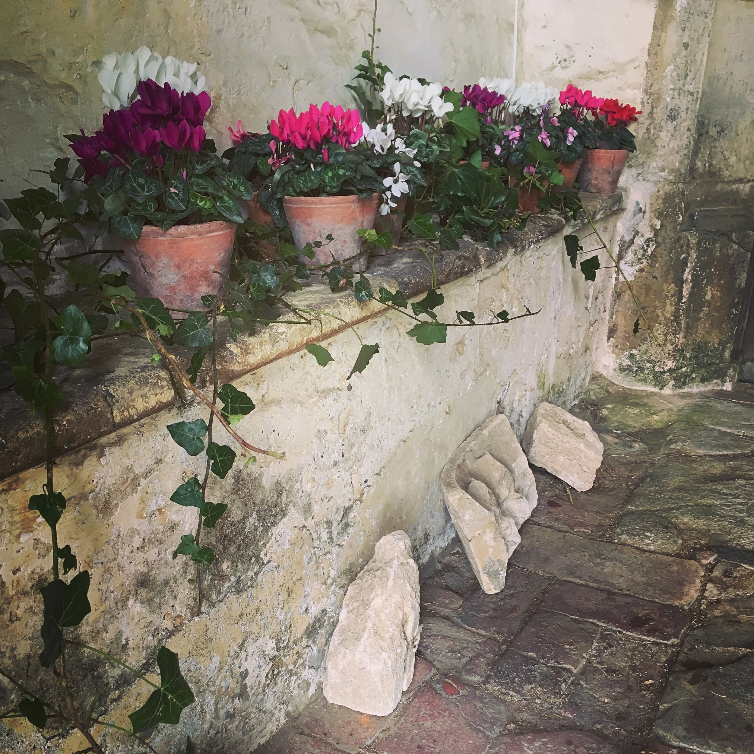 Lovely potted Cyclamen 
