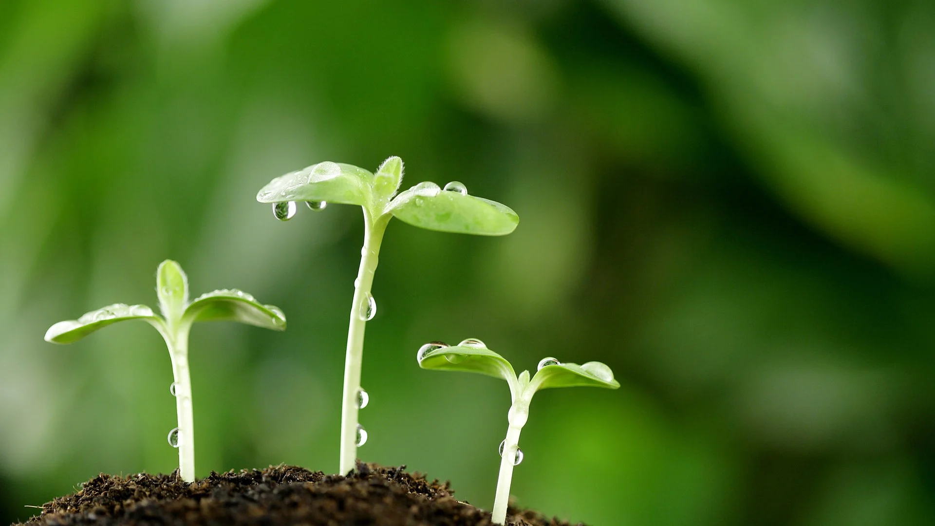 Seeds.jpg