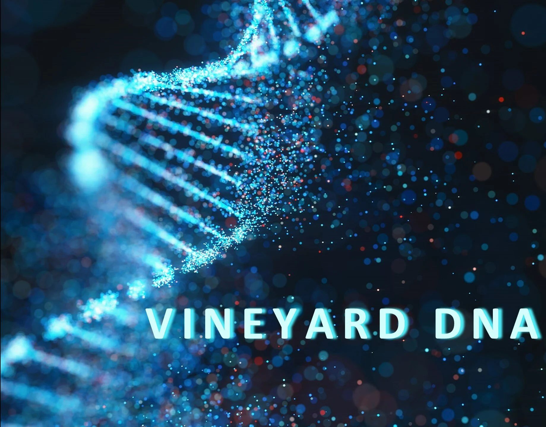 journey vineyard church