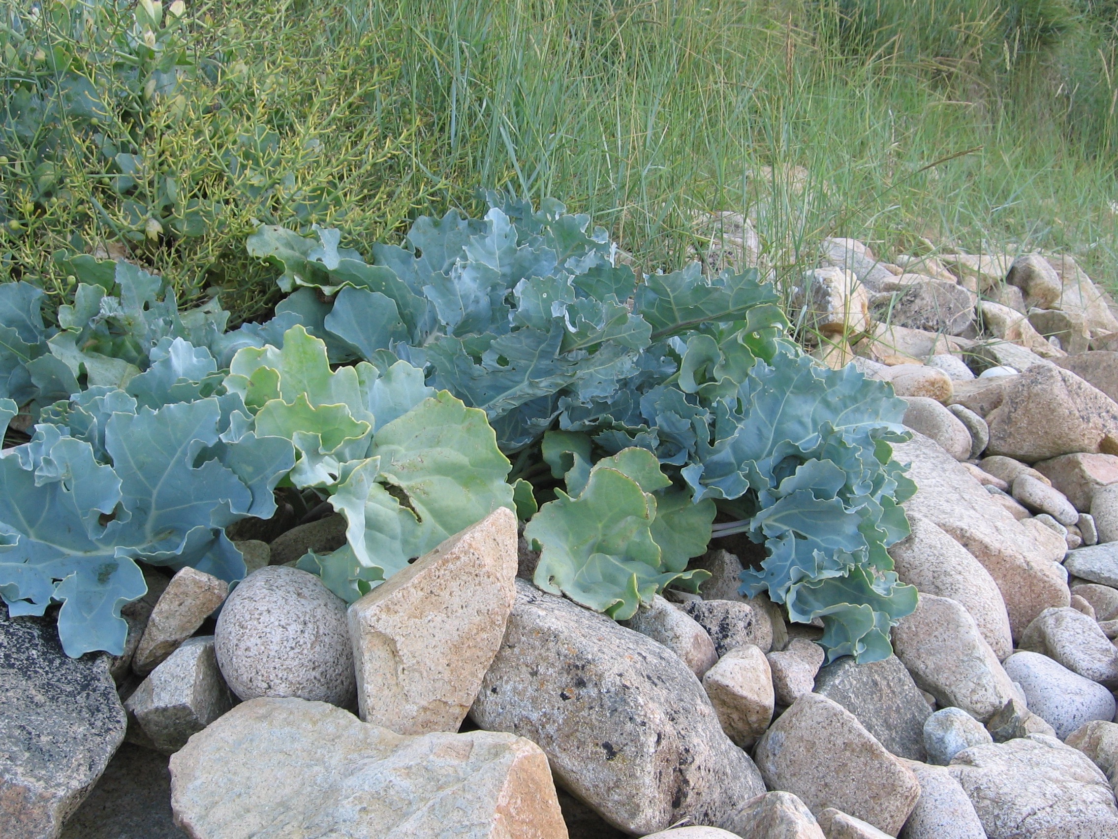 Wild sea cabbage we picked along the coast of Brittany