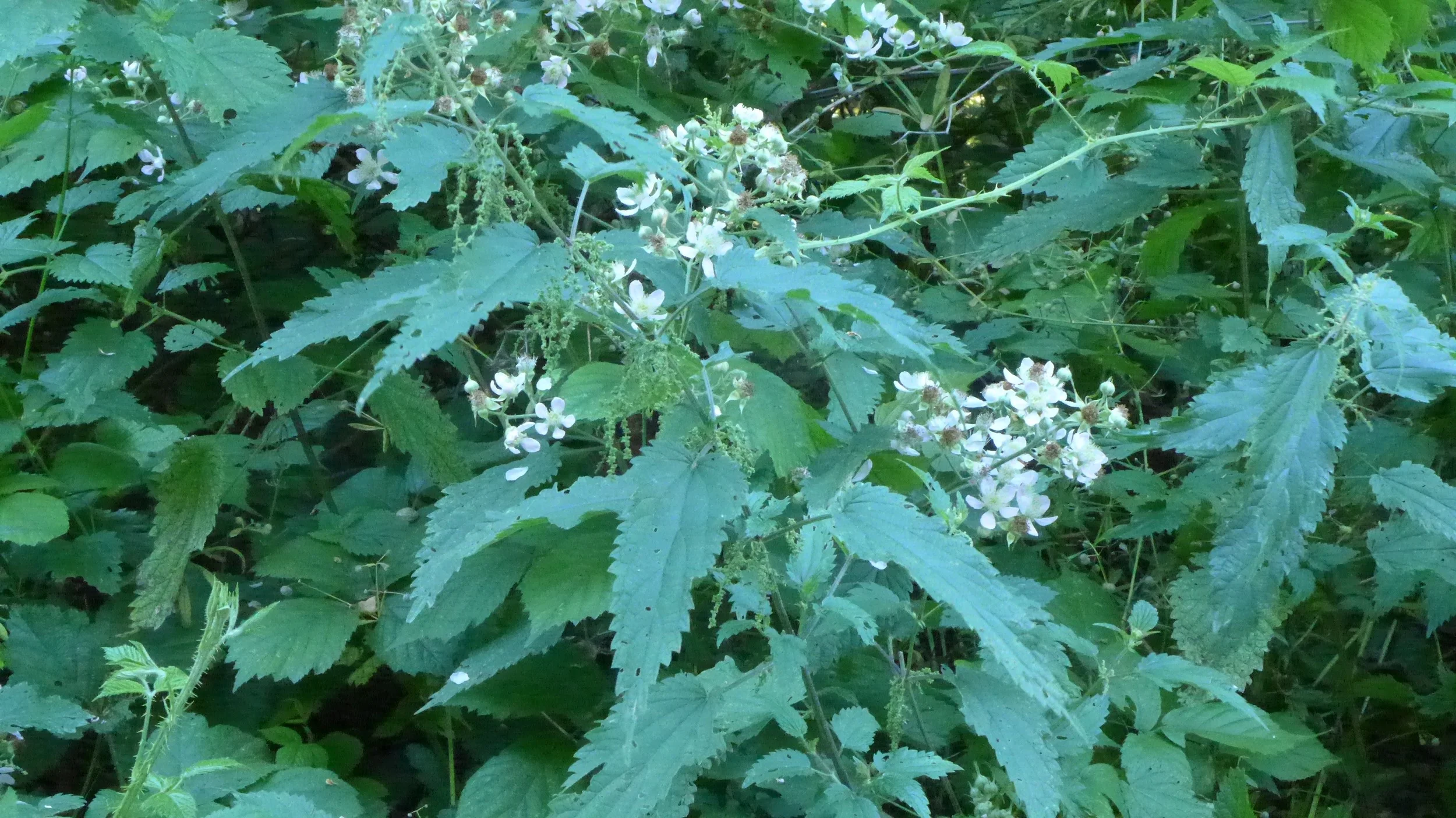 Wild nettles and blackberry flowers on my forest walk