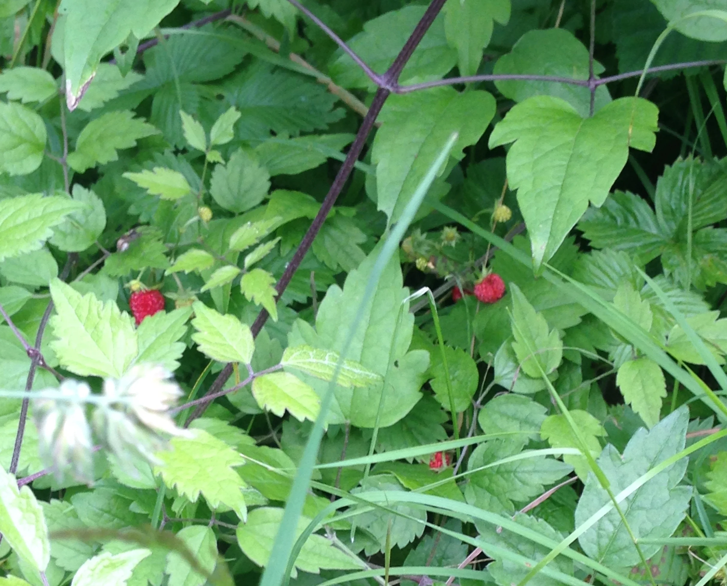 Wild strawberries on my forest walk