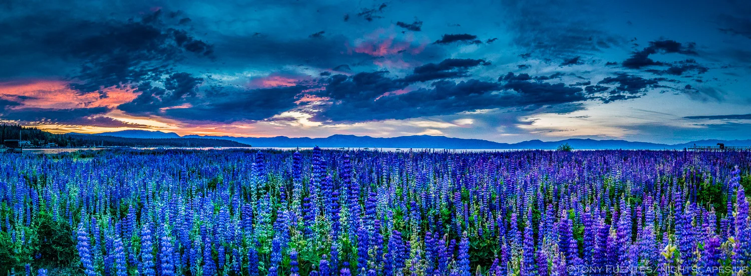 Lupine Lake