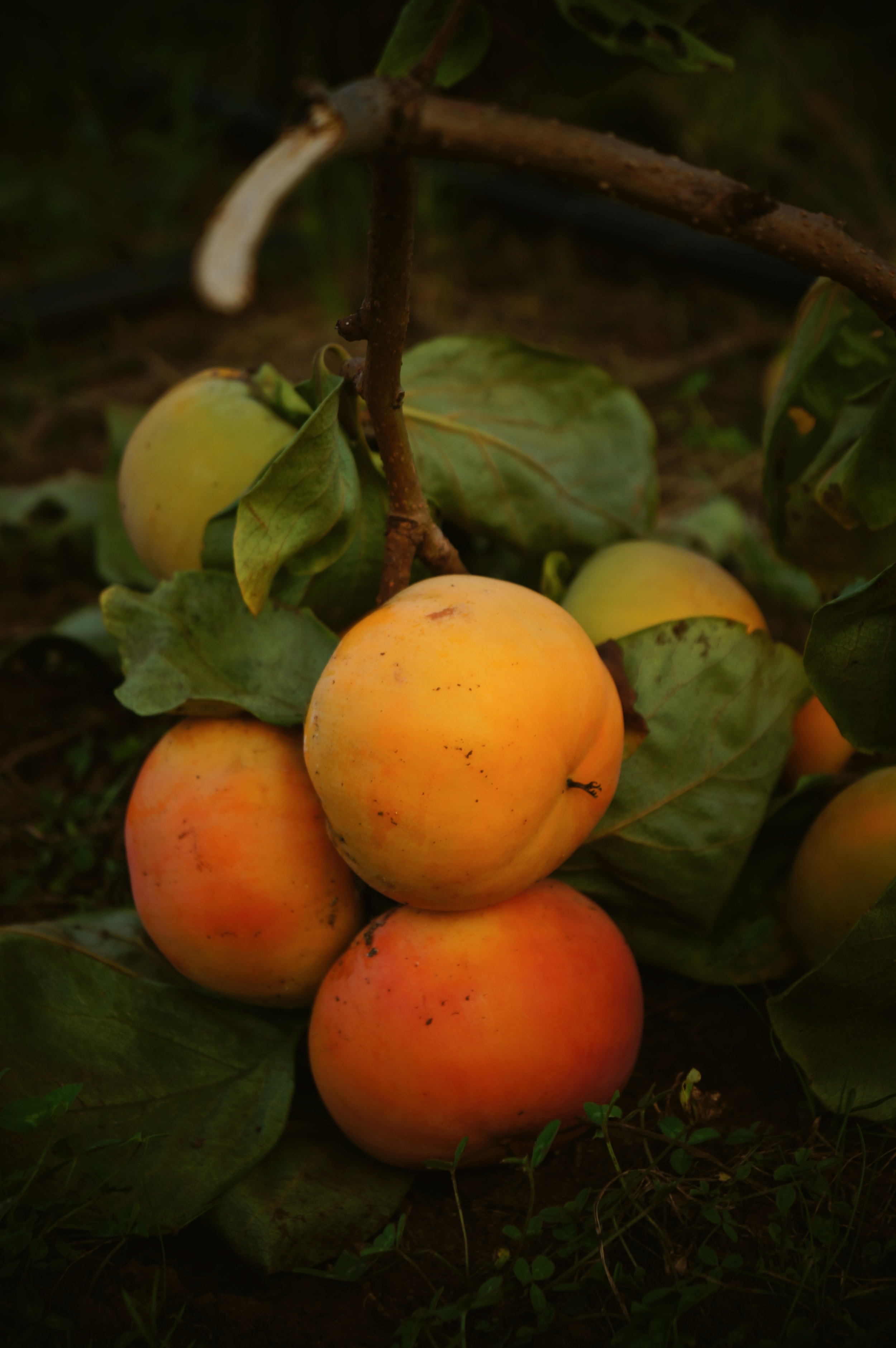 persimmon bunch.jpg