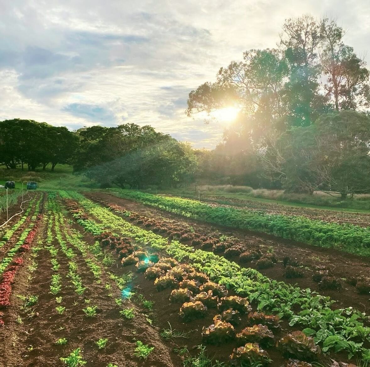 Mahalo for all you do @lapaau_farm !🌱 Each of our musubi flavors are inspired by an ingredient sourced by our local farms. The oyster mushrooms in our Dan Dan Mushroom come from these guys.🤍

Any locally-sourced ingredient you would love to see on 