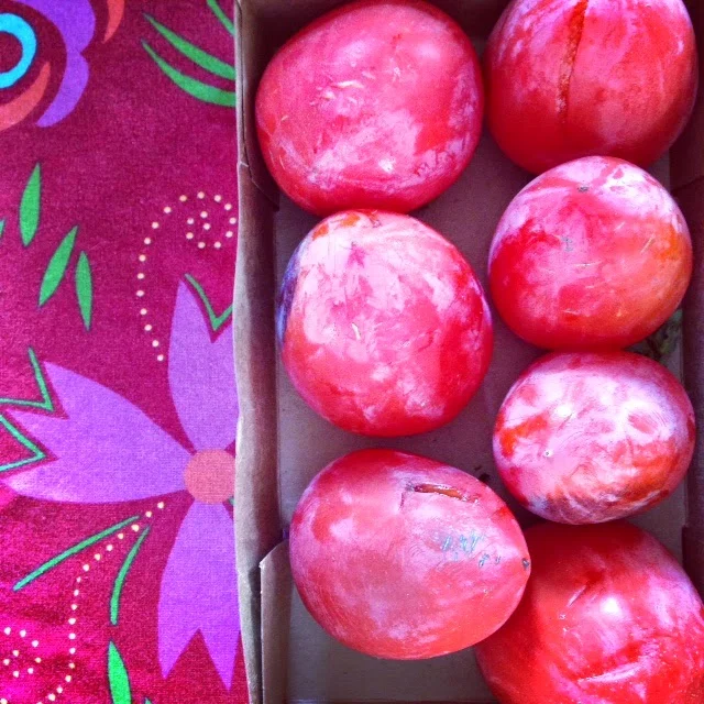 persimmon chocolate chip muffins.