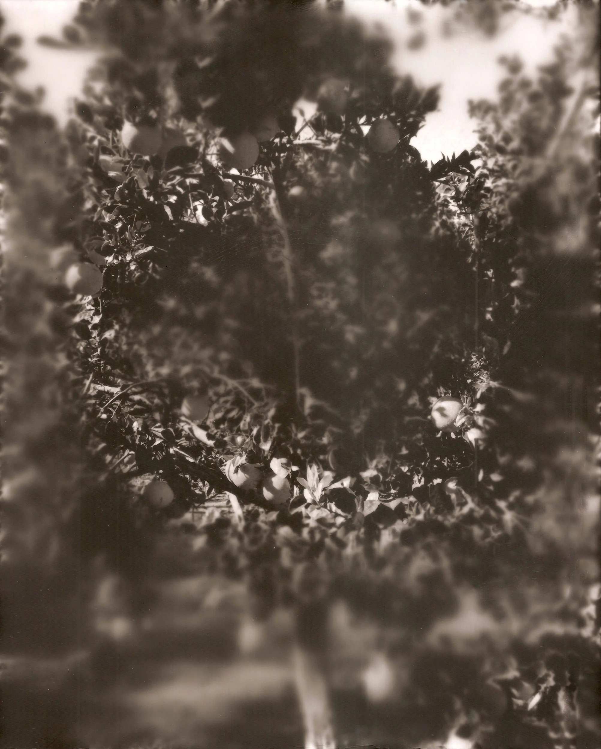 Fruit Tree, 2017- 2018