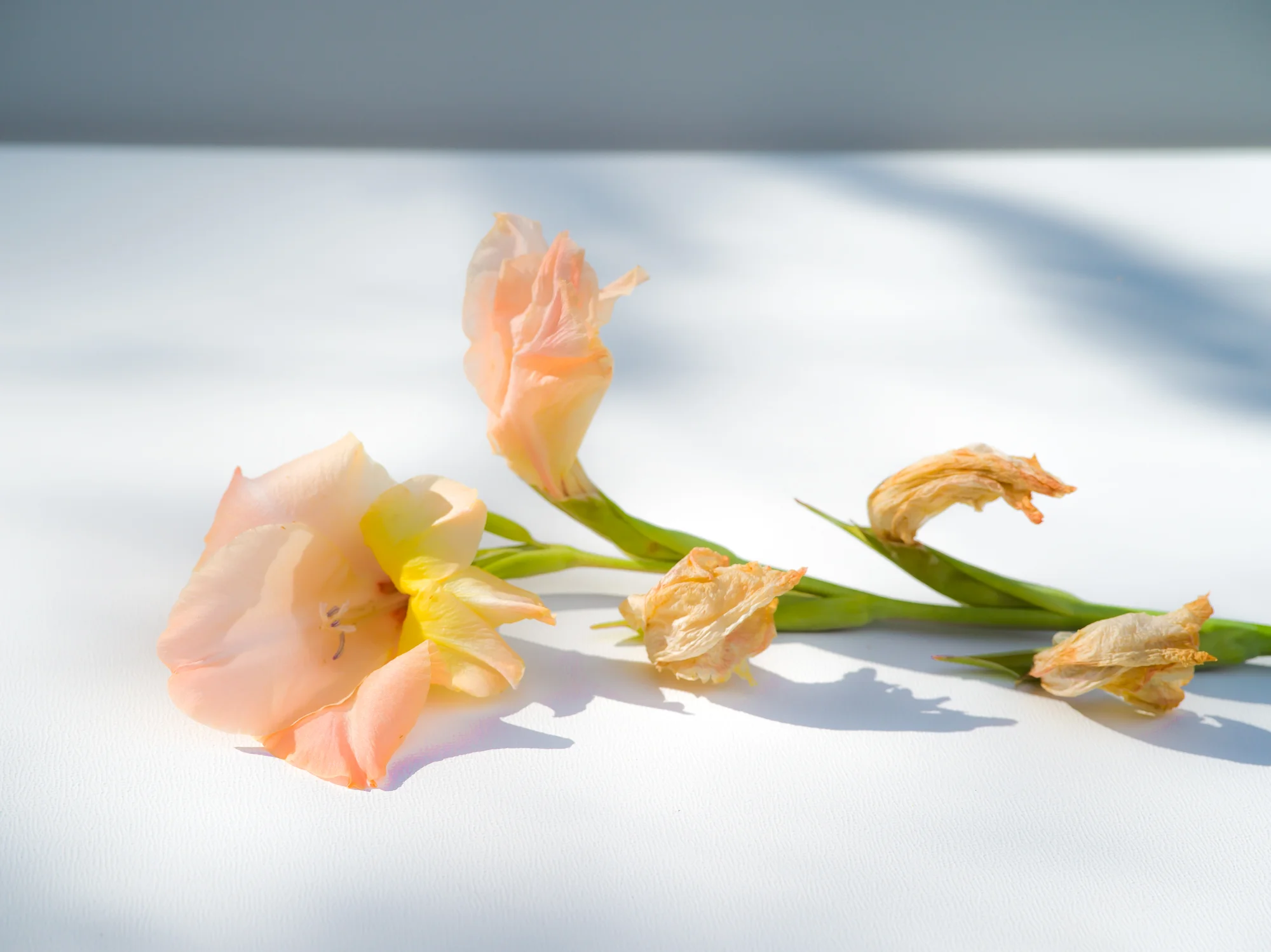 Gladiolus