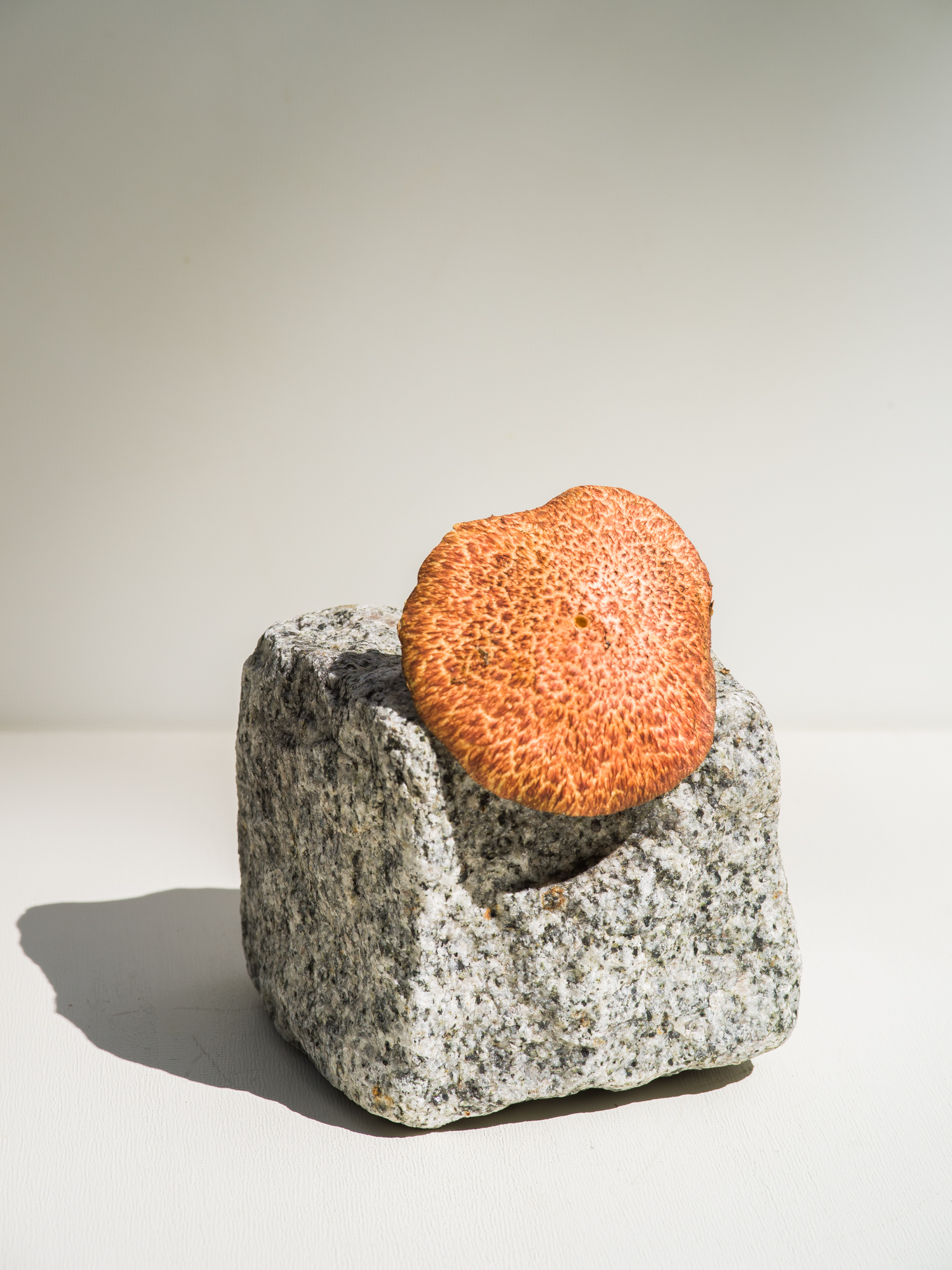 Mushroom with Quart , 2018 Signed on verso chromogenic dye coupler print 30 x 30 inches Edition of 3 + 1AP 48 x 48 inches Edition of 3 + 1AP