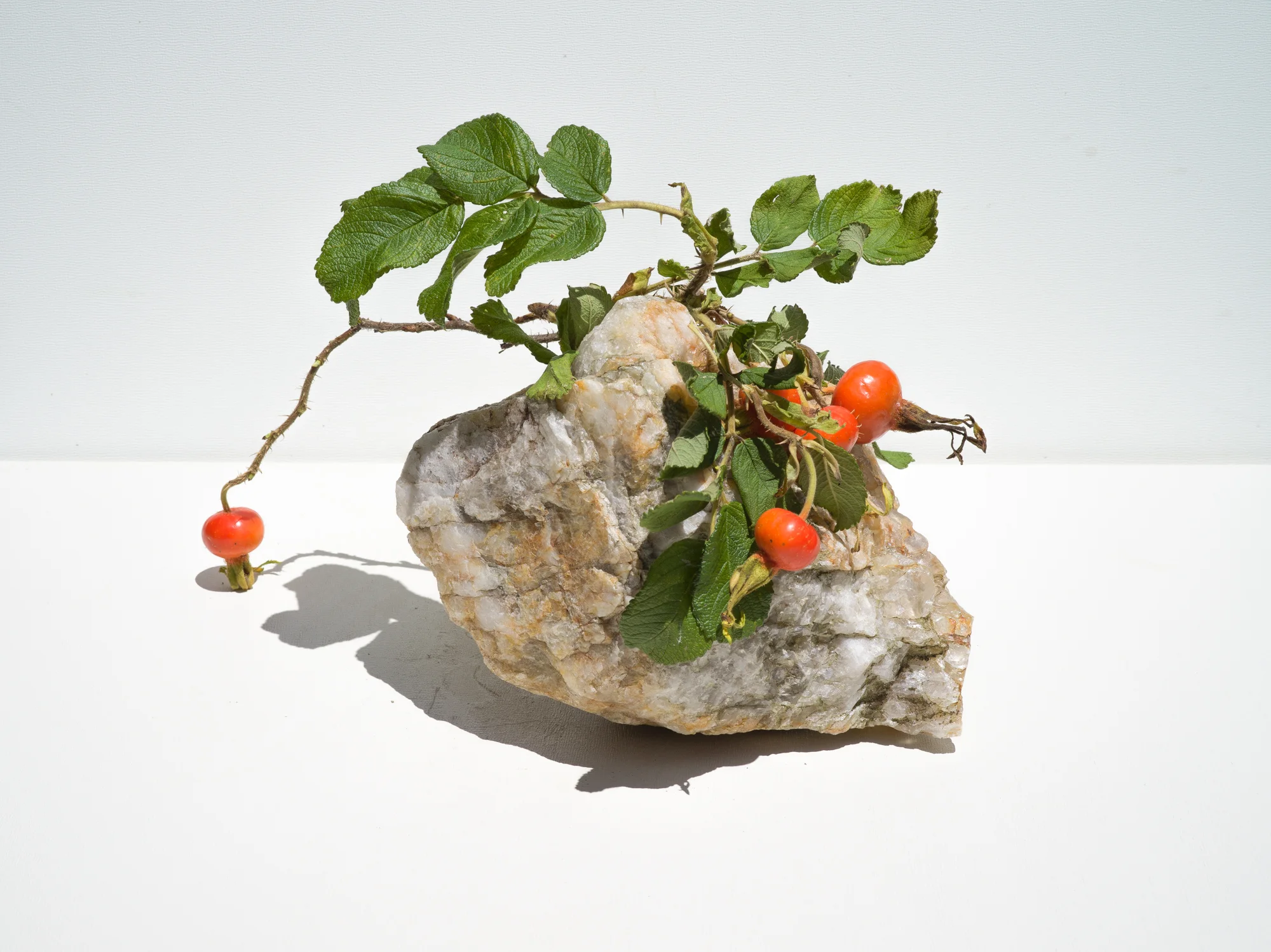 Rose Hip with Quartz , 2018 Signed on verso chromogenic dye coupler print 30 x 30 inches Edition of 3 + 1AP 48 x 48 inches Edition of 3 + 1AP