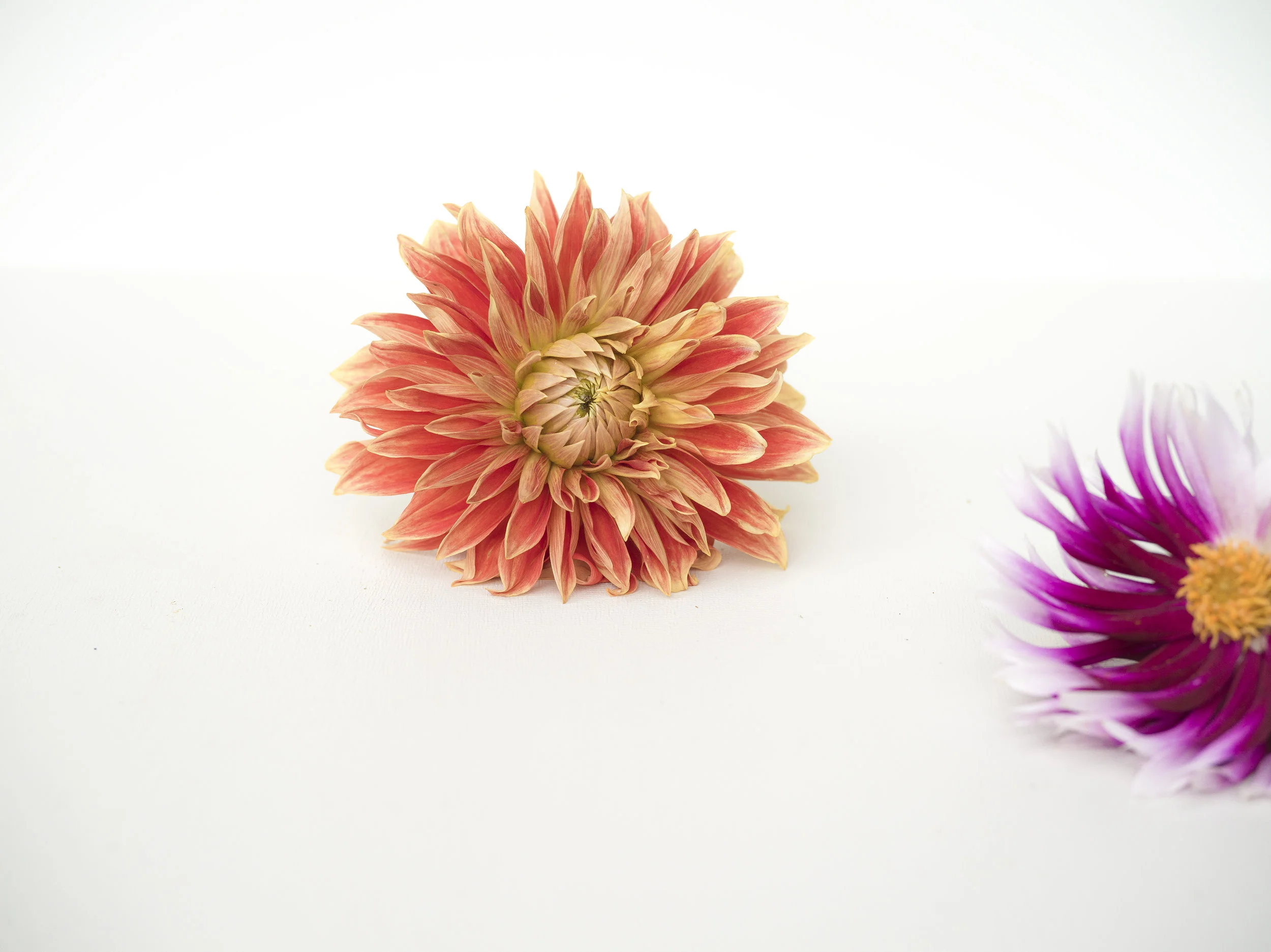 A Pair of Late Summer Dahlais.