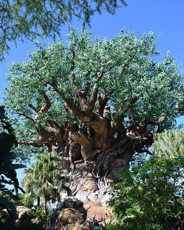 Happy birthday to the one and only Animal Kingdom. 🎉 I miss coming to work at this beautiful park and even more I miss the people I worked with. I&rsquo;m sad we can&rsquo;t throw a big Earth Day/birthday party for DAK today, but I can&rsquo;t wait 