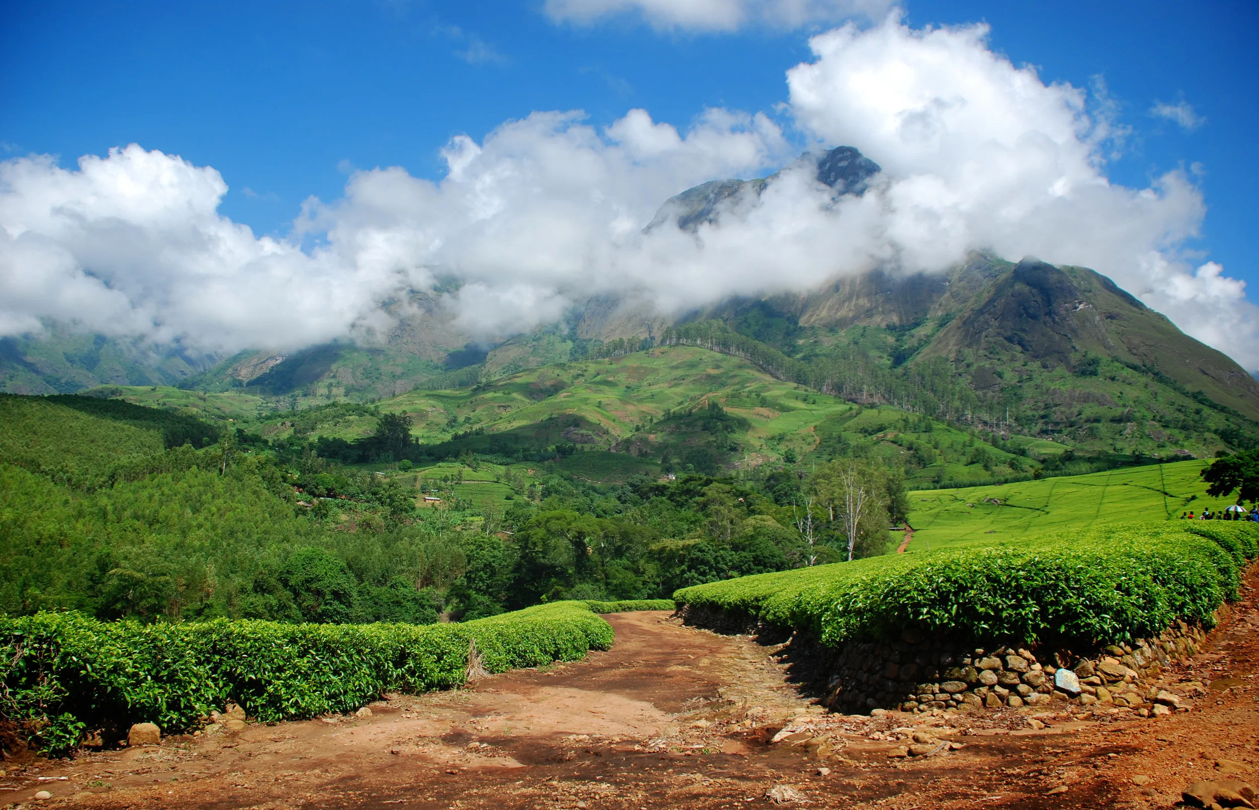Mt. Mulanje Malawi surrounded by tea fields 